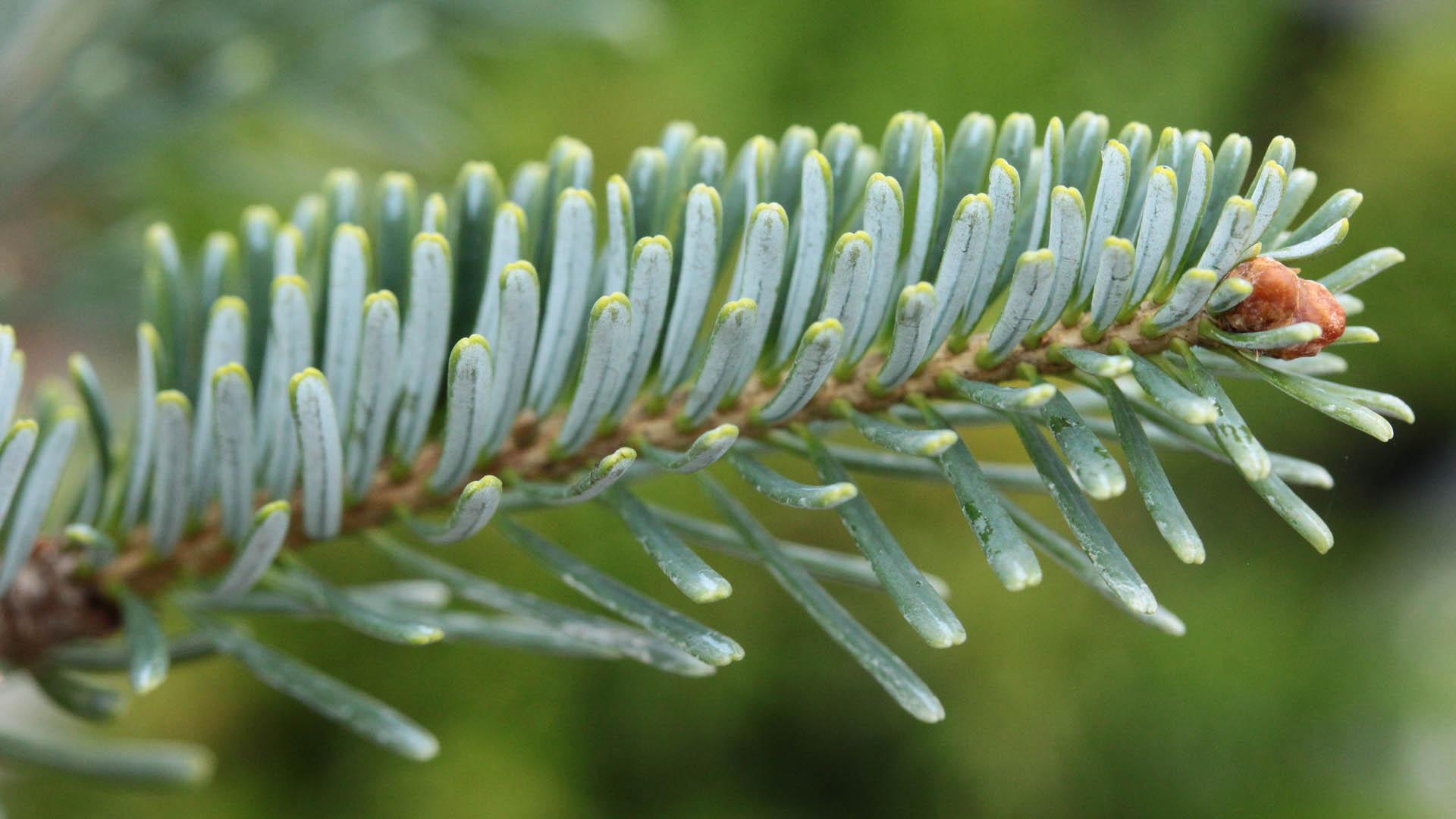 Abies koreana x lasiocarpa 